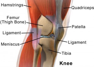Worker Knee Injury Diagram