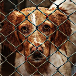 not-for-profit-animal-shelter-that-may-benefit-from-grants
