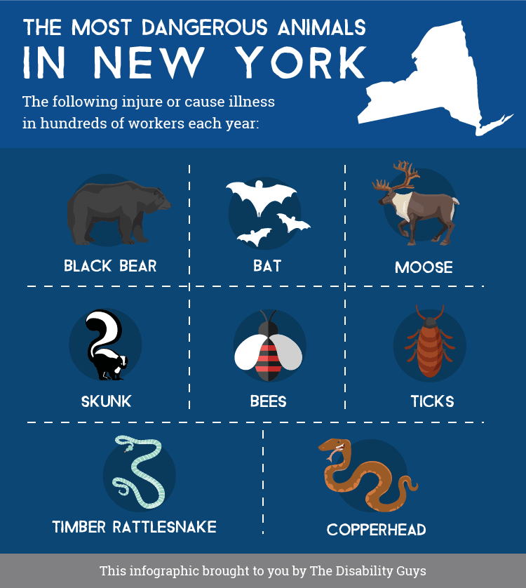 The Most Dangerous Animals In New York-01