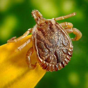 tick that is carrying disease which will make people sick